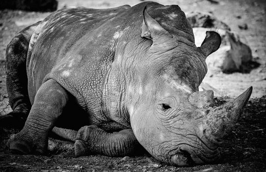 A tranquil black and white portrait of a resting rhino showcasing its majestic features.