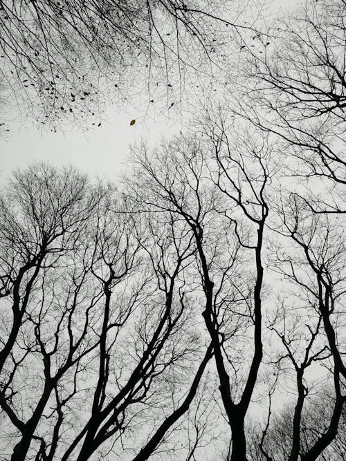 Gratuit Imagine de stoc gratuită din alb-negru, anotimp, arbori Fotografie de stoc