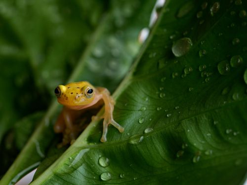 Free Close-up of a tiny yellow frog perched on a green leaf covered in water droplets. Stock Photo