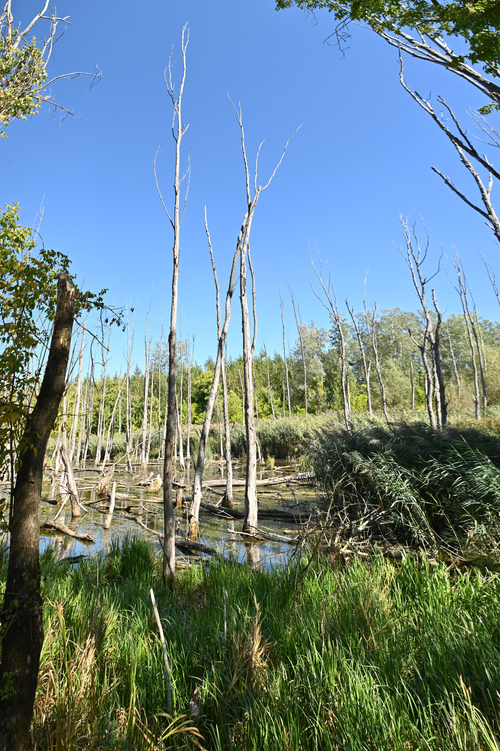 Free A tranquil wetland scene featuring tall bare trees and lush reed grass under a vivid blue sky. Stock Photo