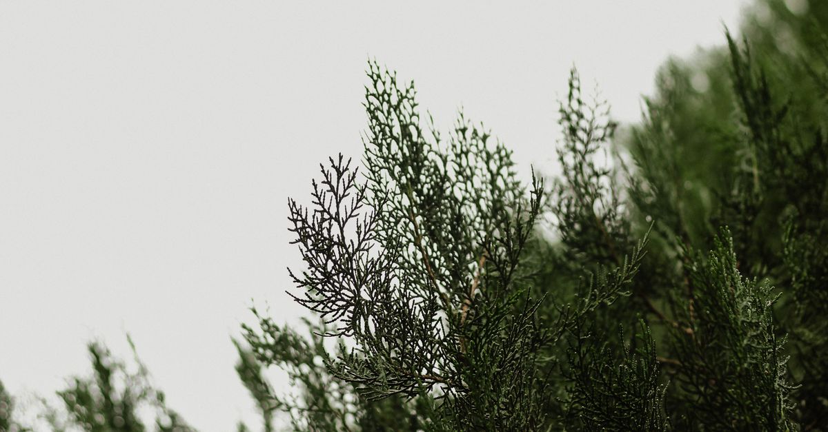 Close-up of Evergreen Foliage Against Sky · Free Stock Photo
