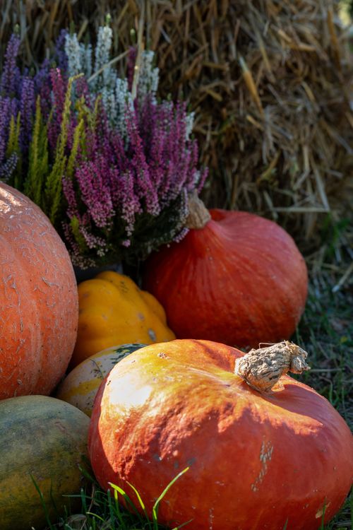 Free Celebrate fall with colorful pumpkins, heather, and hay for a perfect harvest scene. Stock Photo