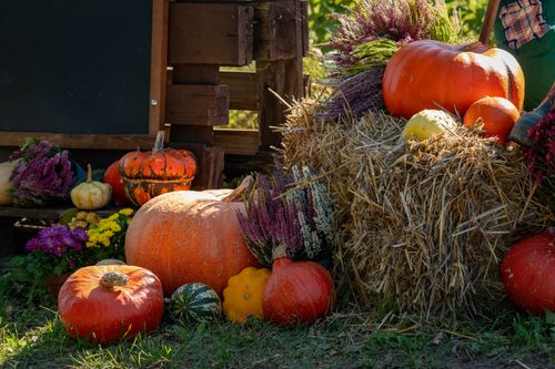 Free A vibrant collection of pumpkins and flowers arranged on hay bales, perfect for fall harvest celebrations. Stock Photo