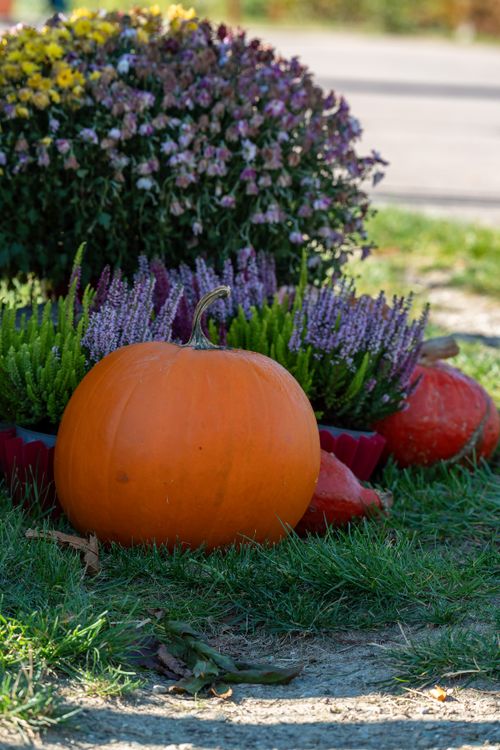 Free A bright orange pumpkin surrounded by colorful autumn flowers in an outdoor garden setting. Stock Photo