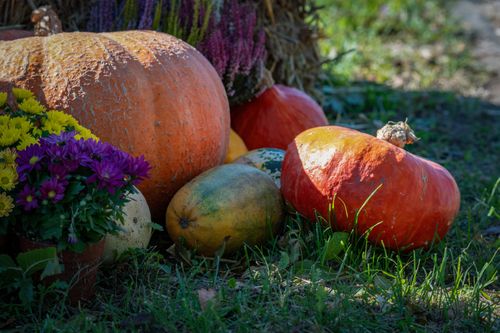 Free Colorful pumpkins and flowers in a vibrant autumn harvest scene outdoors. Stock Photo