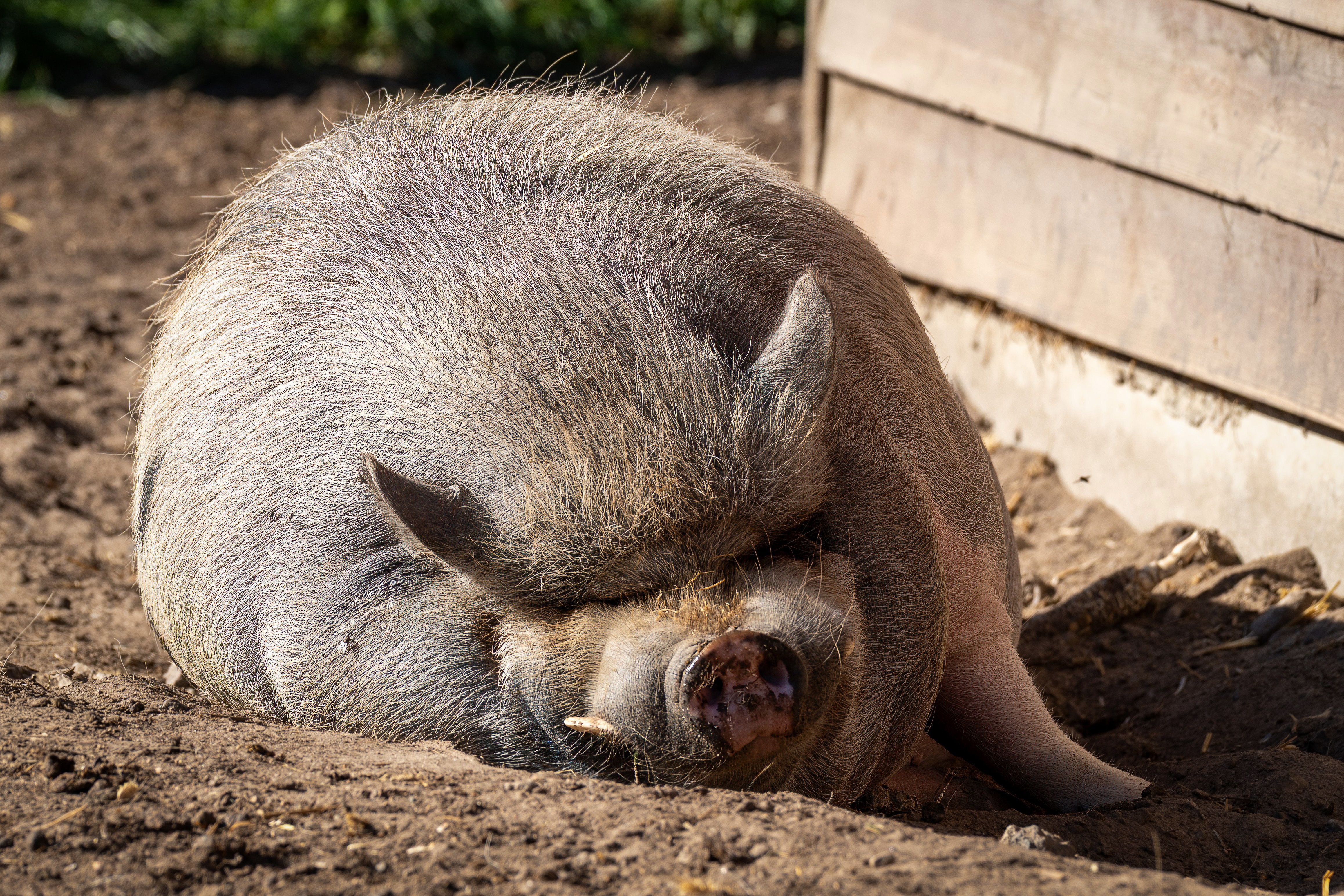 A relaxed potbellied pig sleeping outdoors on a sunny day near a wooden structure.