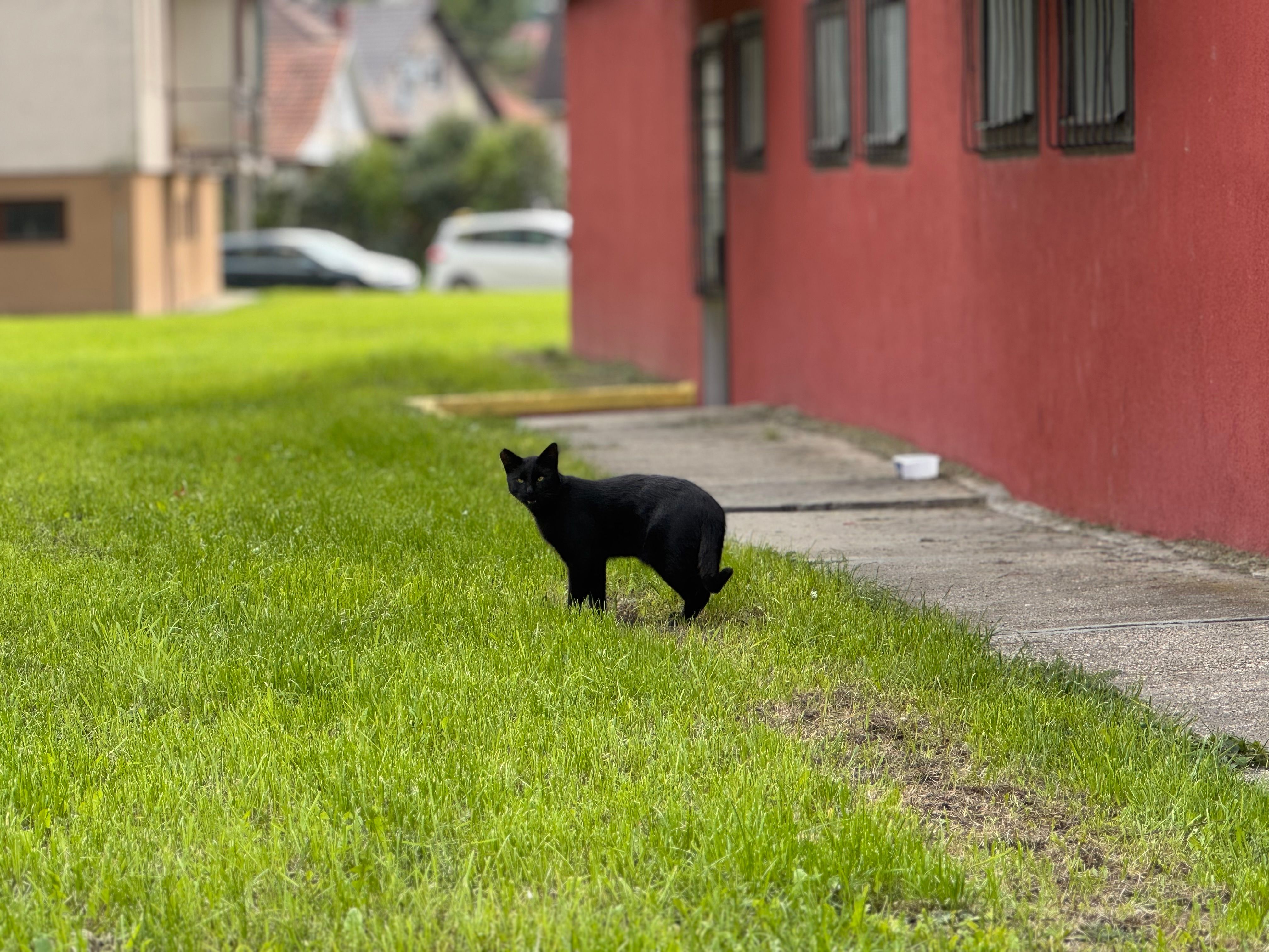 A black cat stands on grass beside a red residential building in Miskolc, Hungary.