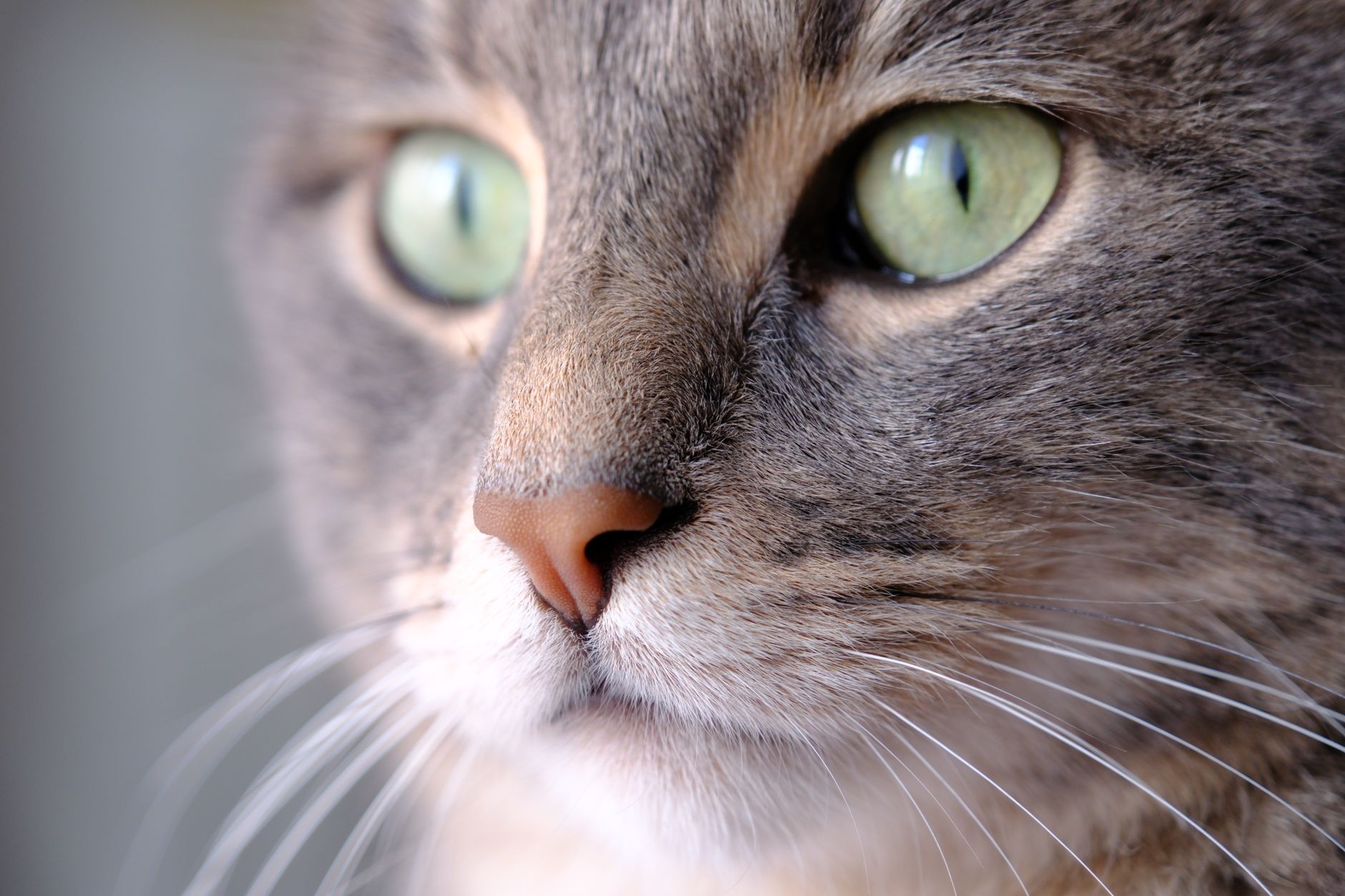 Veterinary care for a cat