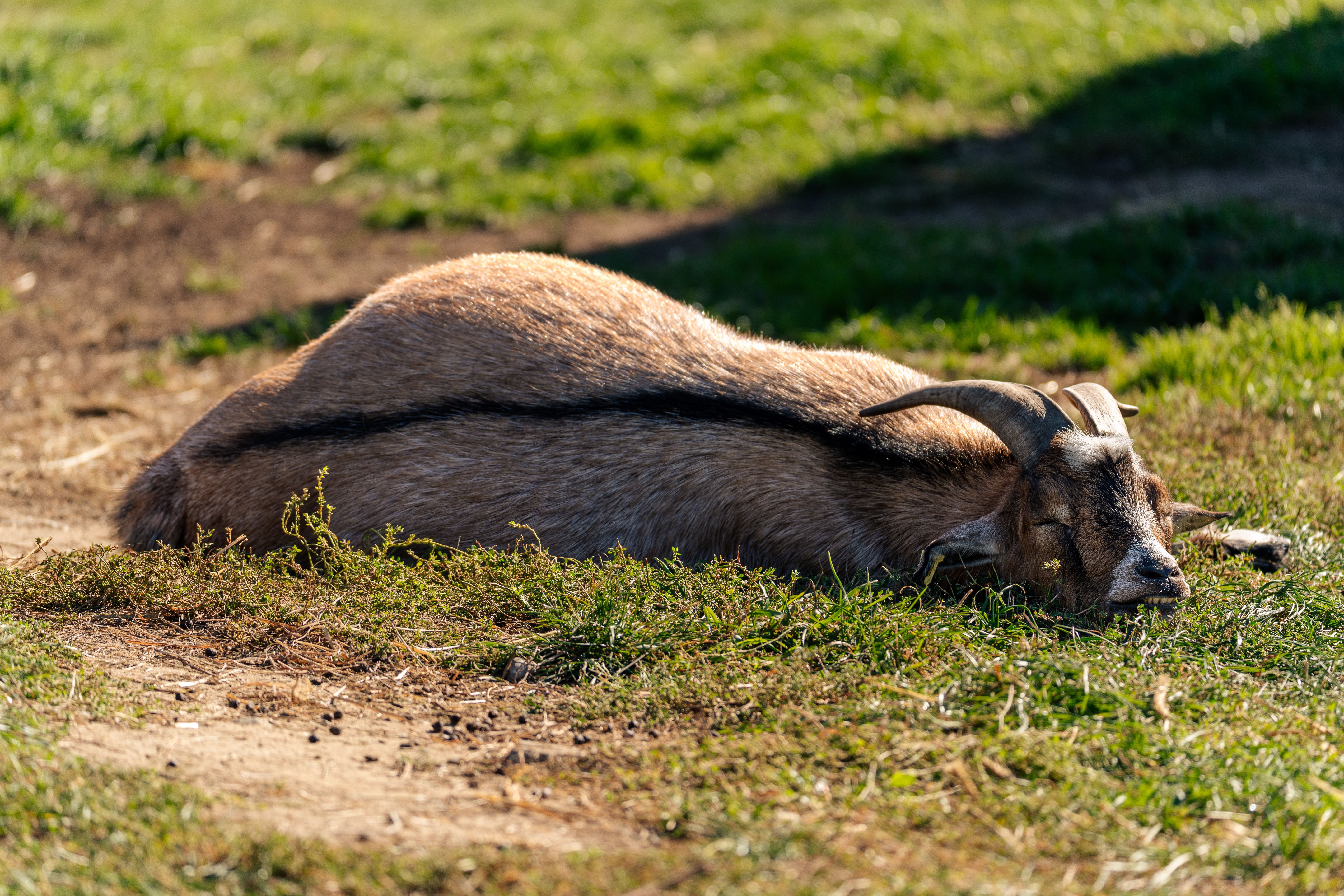 Relaxed Goat Resting on Sunlit Farm Field · Free Stock Photo