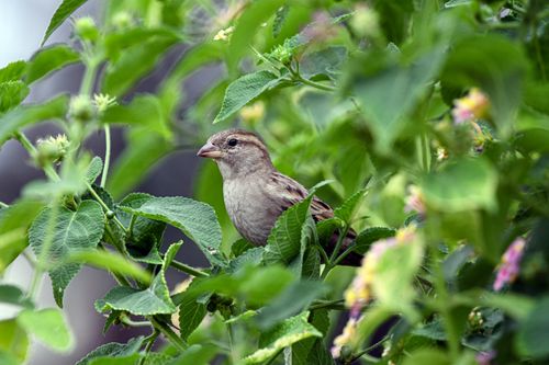 Free A house sparrow sits perched among vibrant green leaves in a natural setting. Stock Photo