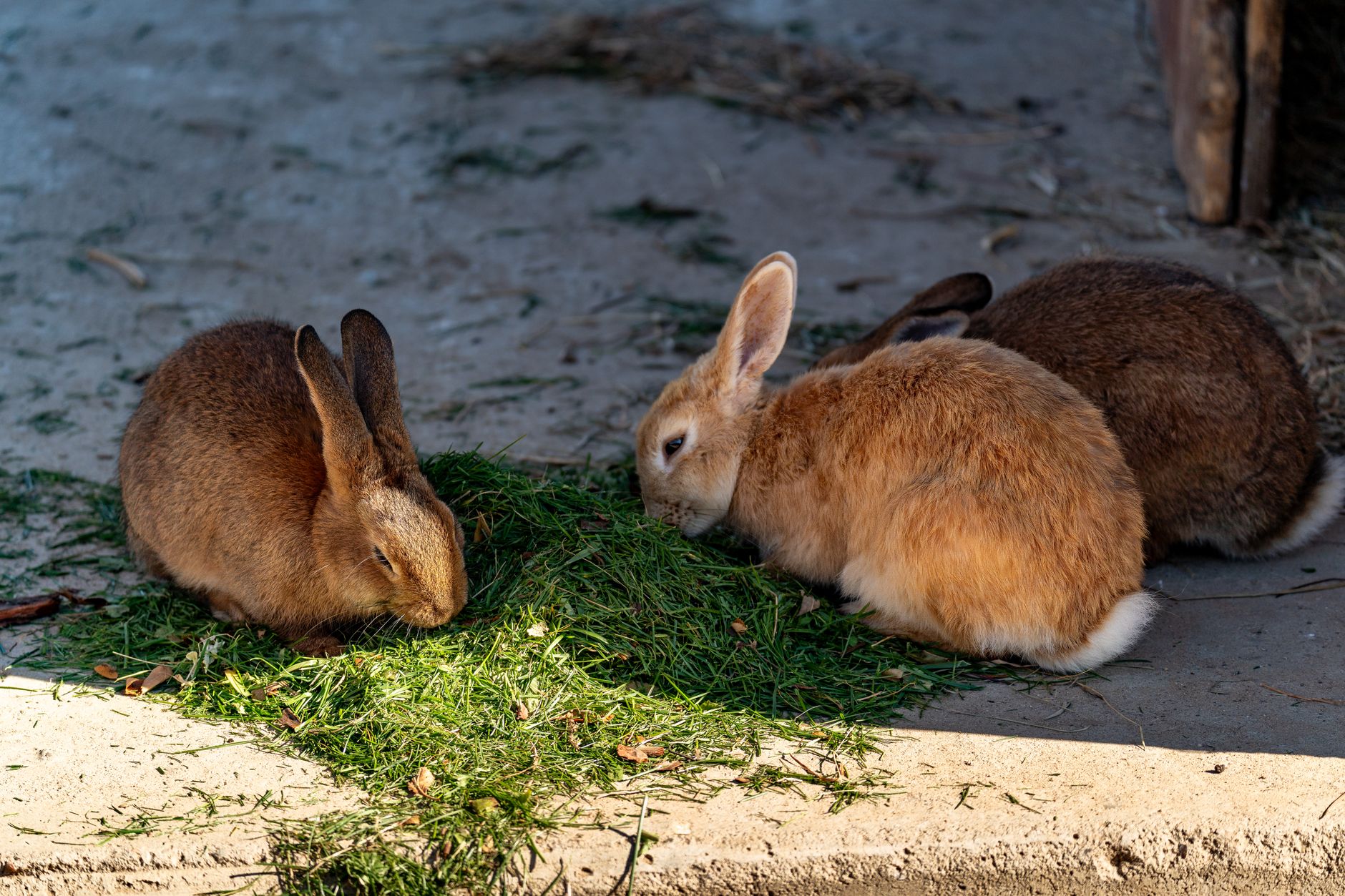 Best Eco-Friendly Rabbit Hutches for Outdoors (2026) – Durable, Sustainable Homes That Keep Your Bunny Safe