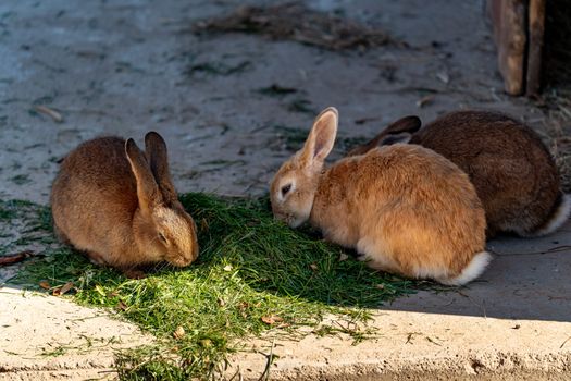 rabbit photo