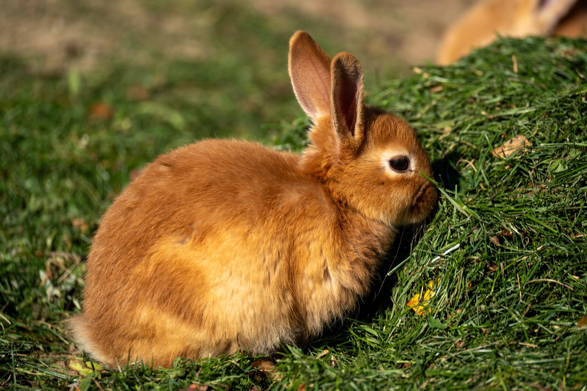Best Rabbit Toys for Digging Behavior (2026) – Durable, Enriching Picks That Keep Your Bunny Happy