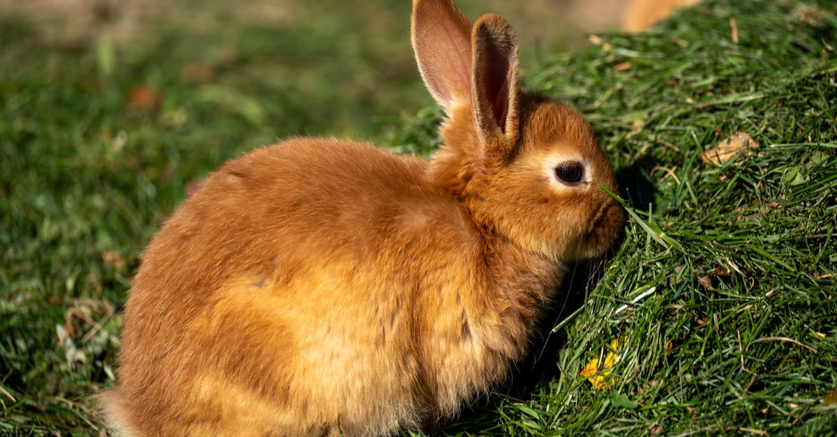 Adorable Brown Rabbit Eating Fresh Grass Outdoors · Free Stock Photo