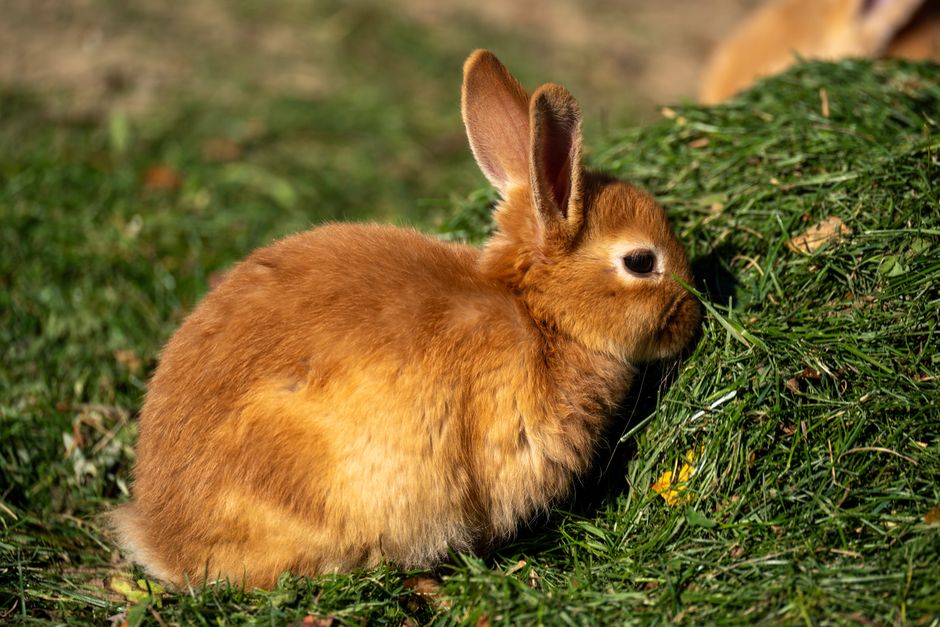 Cute brown rabbit munching grass in a sunny outdoor setting.
