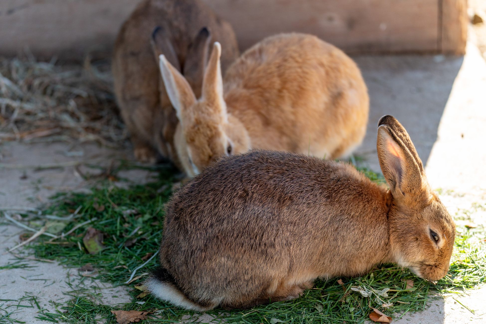 Konijnen krijgen ijsblokjes, extra water voor wilde dieren door hitte