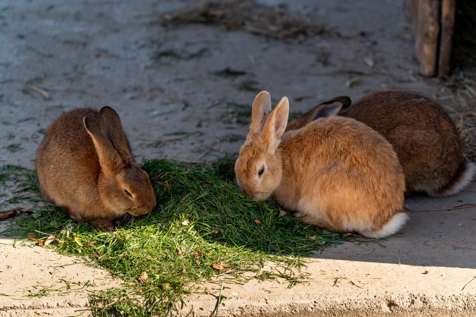 Raças de coelhos