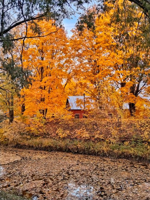 Free Beautiful autumn scenery with vibrant orange leaves by a pond in Russia. Stock Photo