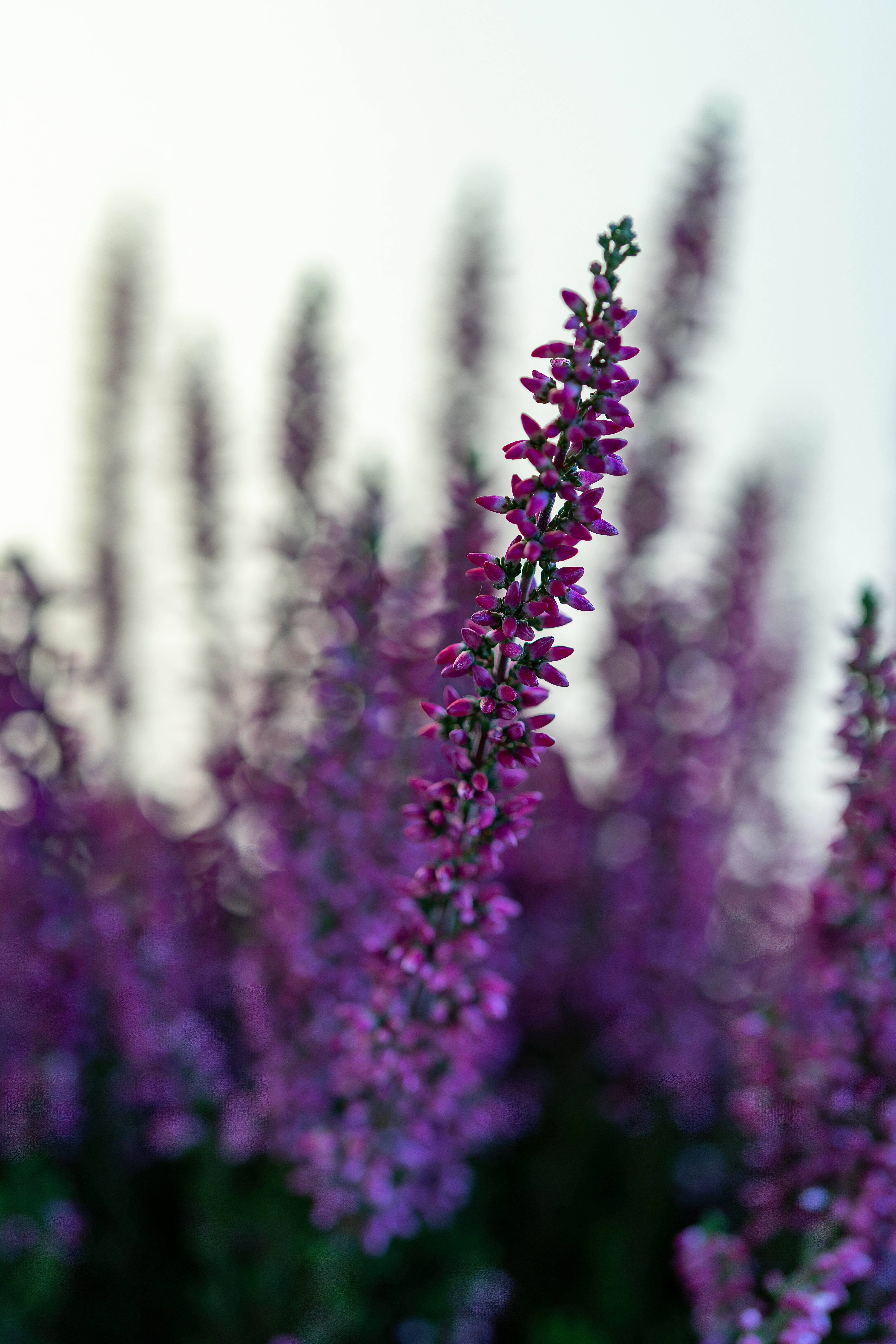 Close-up of vibrant heather flowers blooming with soft, dreamy background.