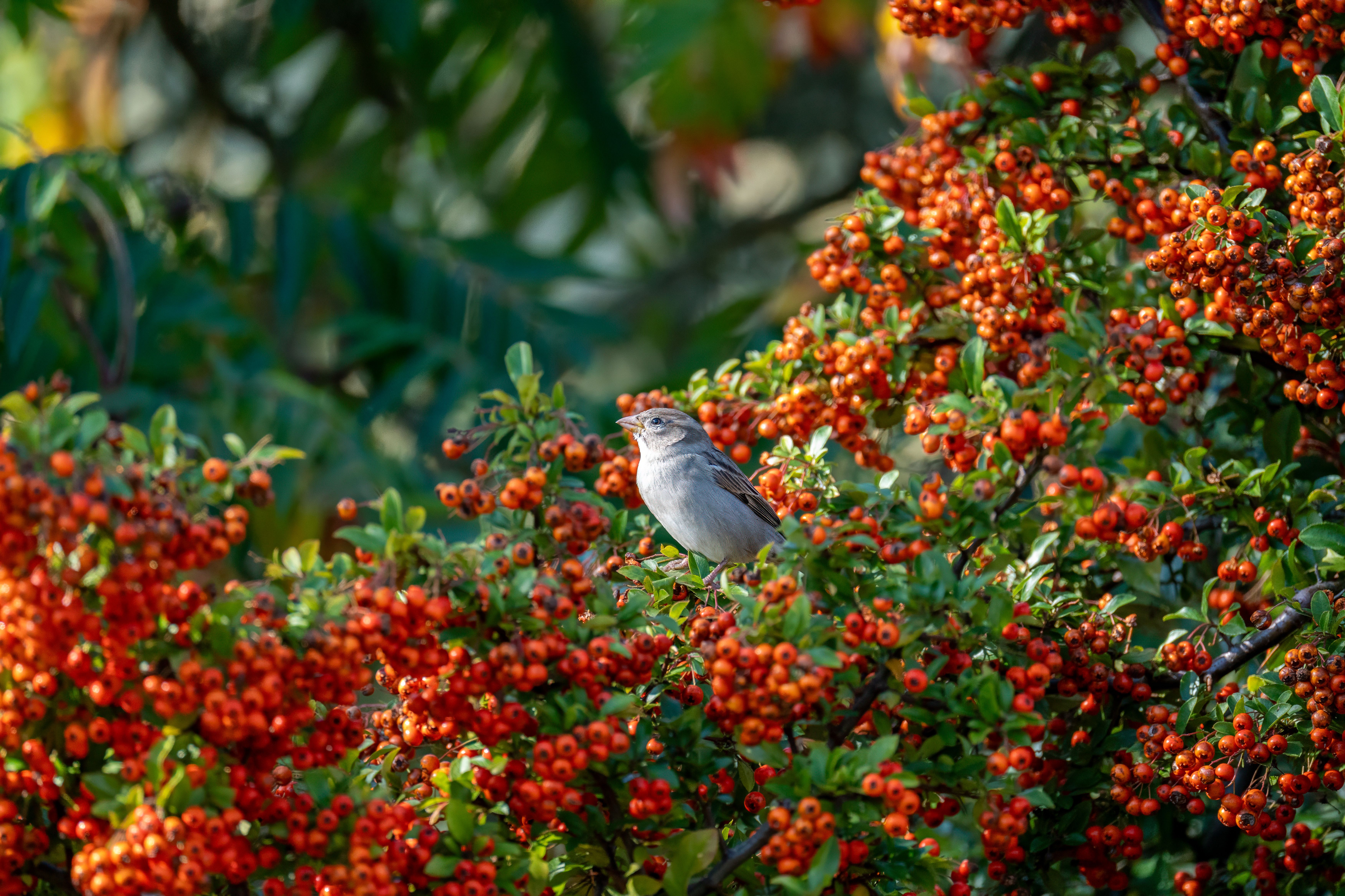 Top Shrubs to Attract Birds