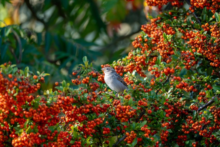 Top Shrubs to Attract Birds