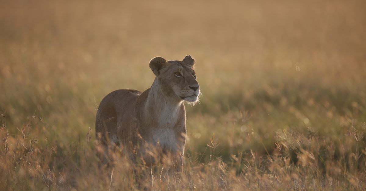 Kenya Safari for Indian Families: What Kids Need to Know Kenya Safari for Indian Families: What Kids Need to Know