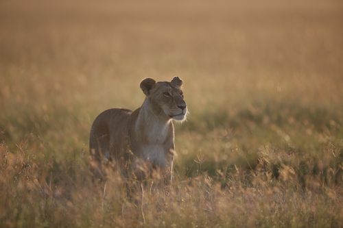 All Inclusive Full Day Safari