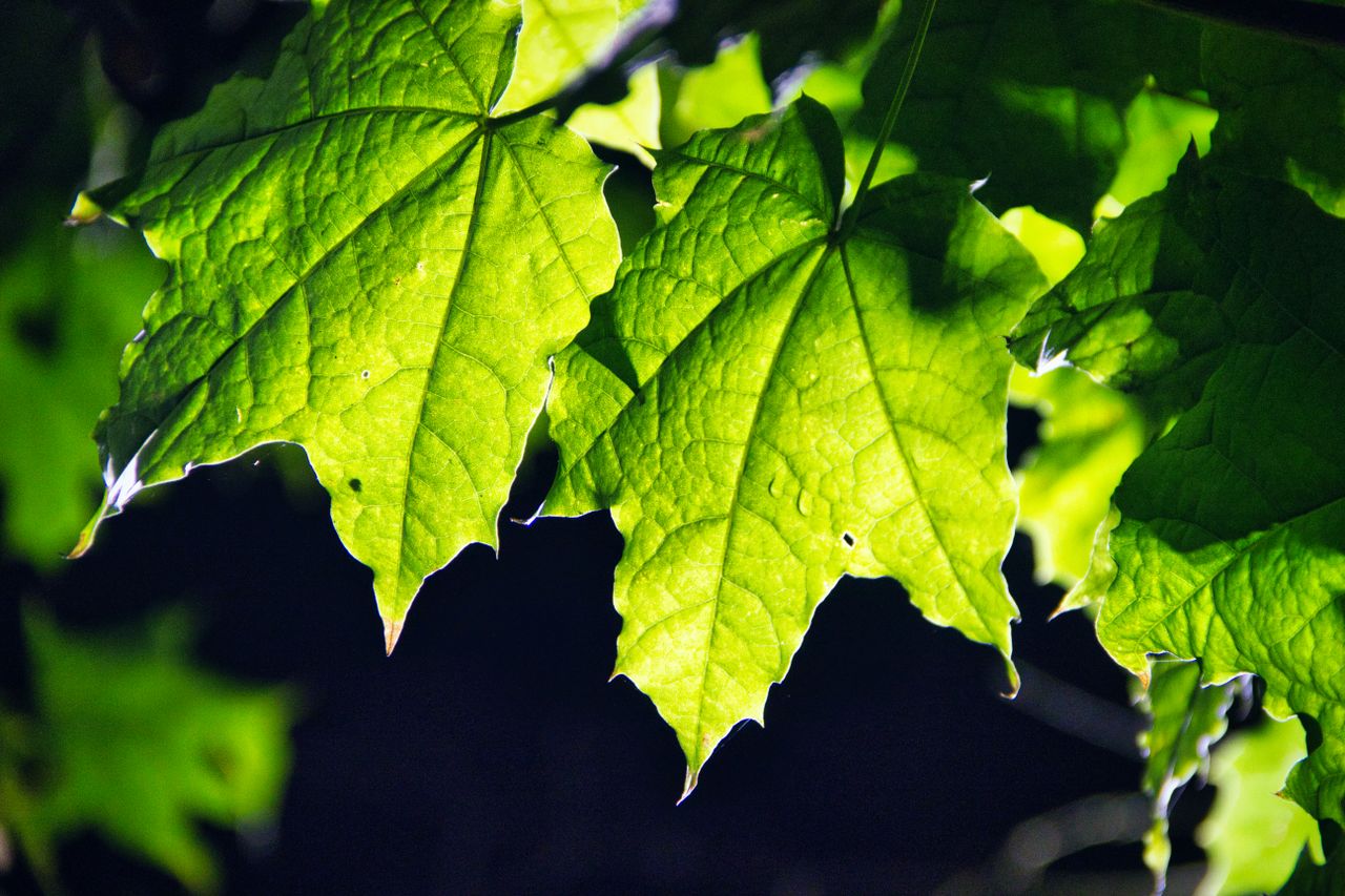 close up of vibrant green maple leaves backlit by sunlight showcasing