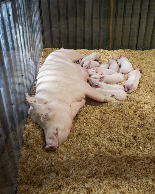 A mother pig lying in hay with her sleeping piglets at a barn in West Springfield.