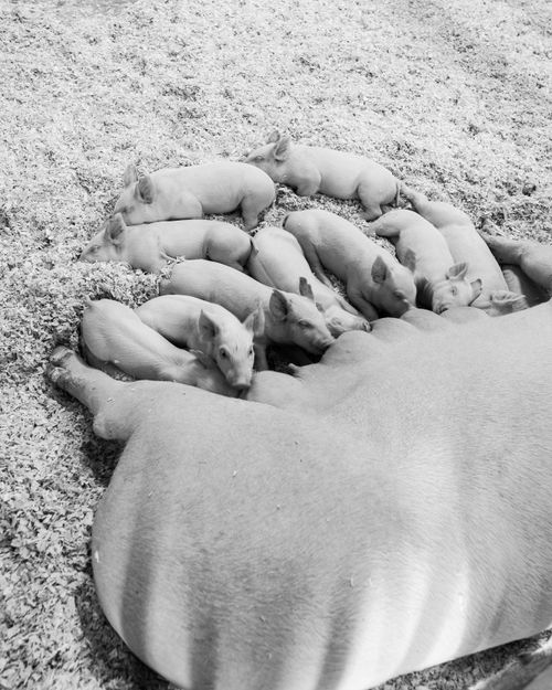 Free Black and white photo of a sow nursing multiple piglets on a farm in Massachusetts. Stock Photo