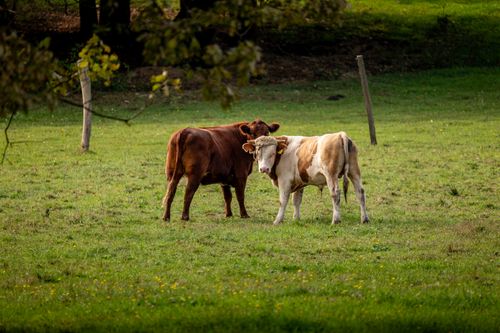 Free Two cows standing in a lush green pasture in Kaniška Iva, Croatia, under a sunny sky. Stock Photo