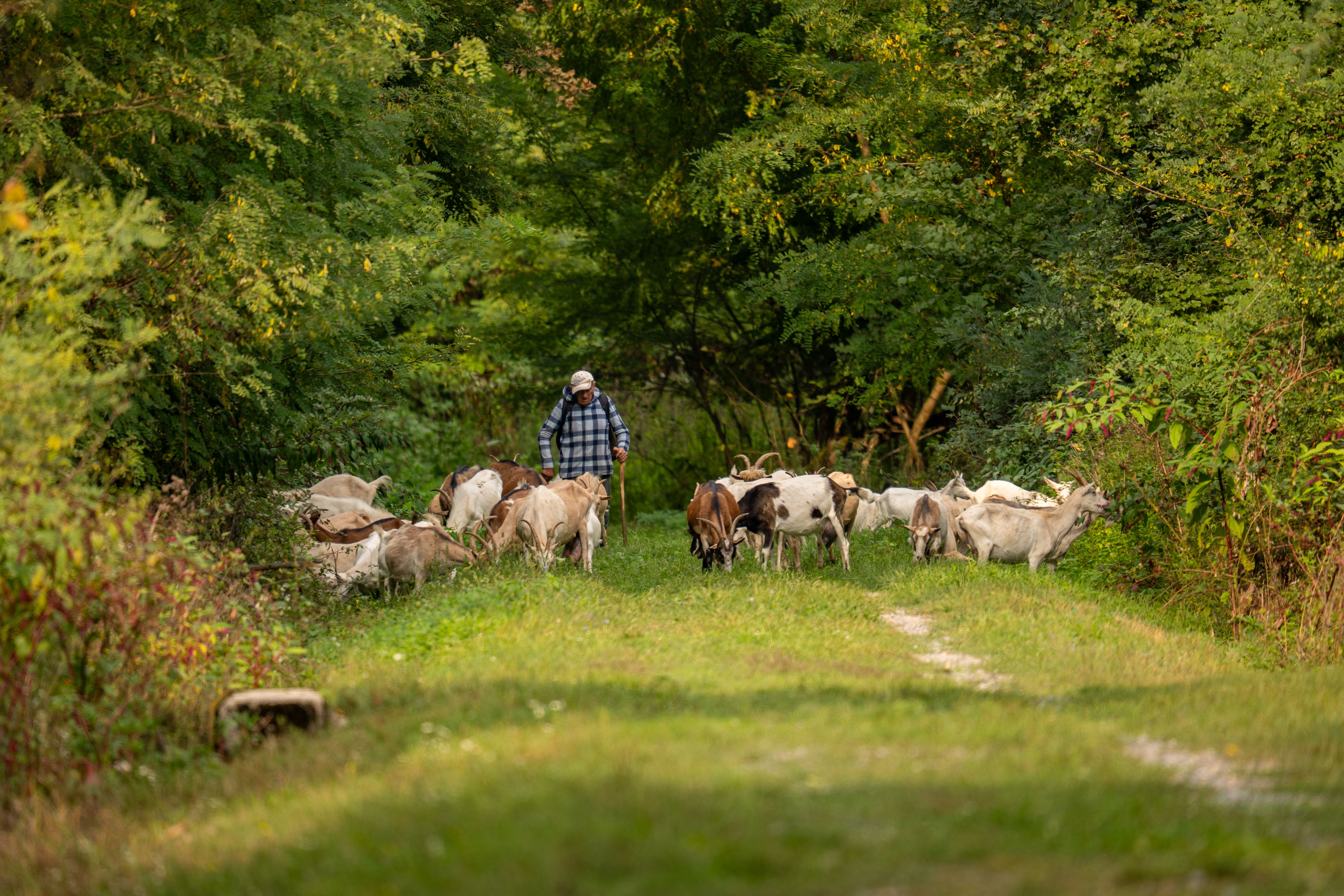 A shepherd guides a herd of goats in a lush forest path in Kaniška Iva, Croatia.