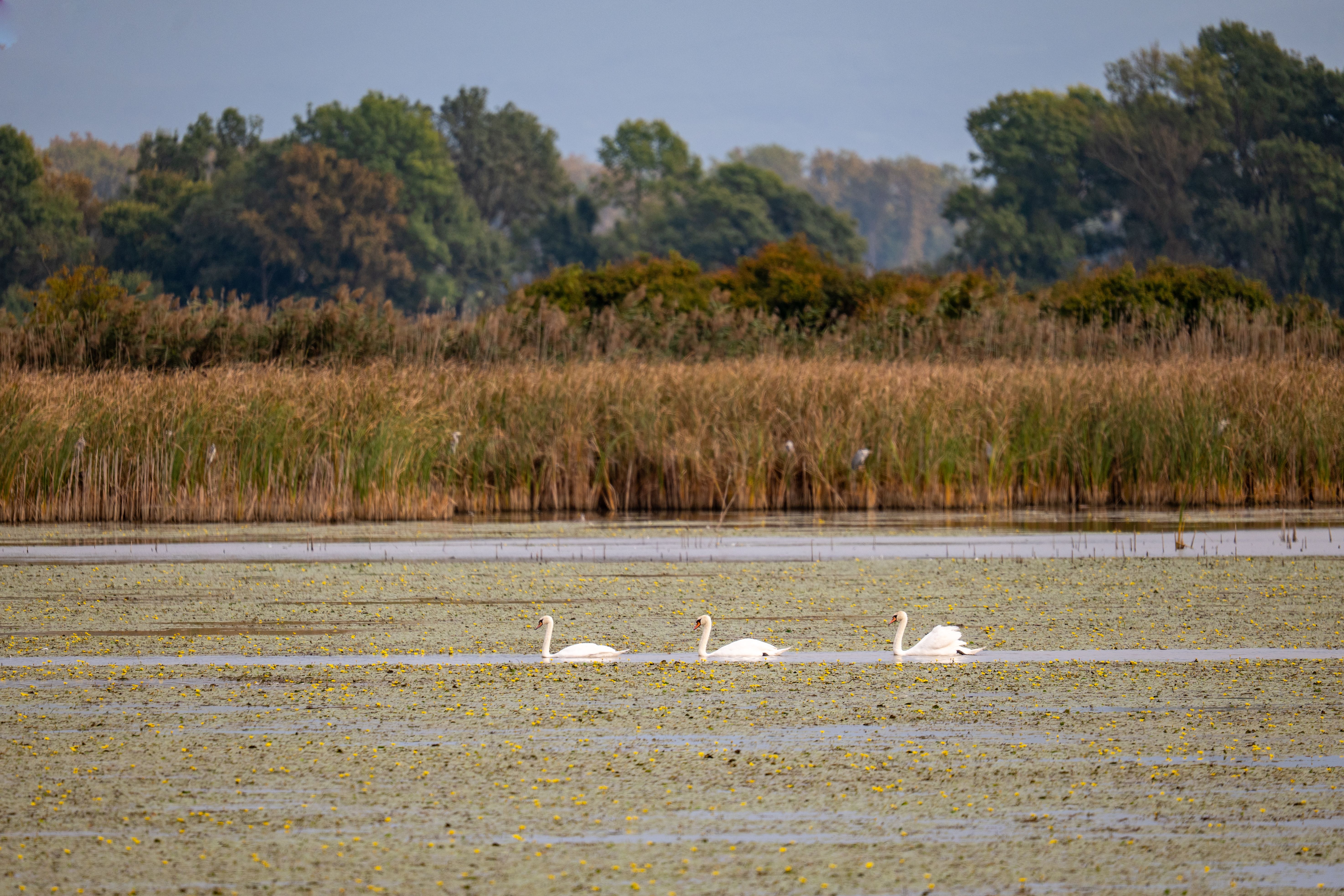 Three swans gracefully glide on a serene wetland in Kaniška Iva, Croatia.