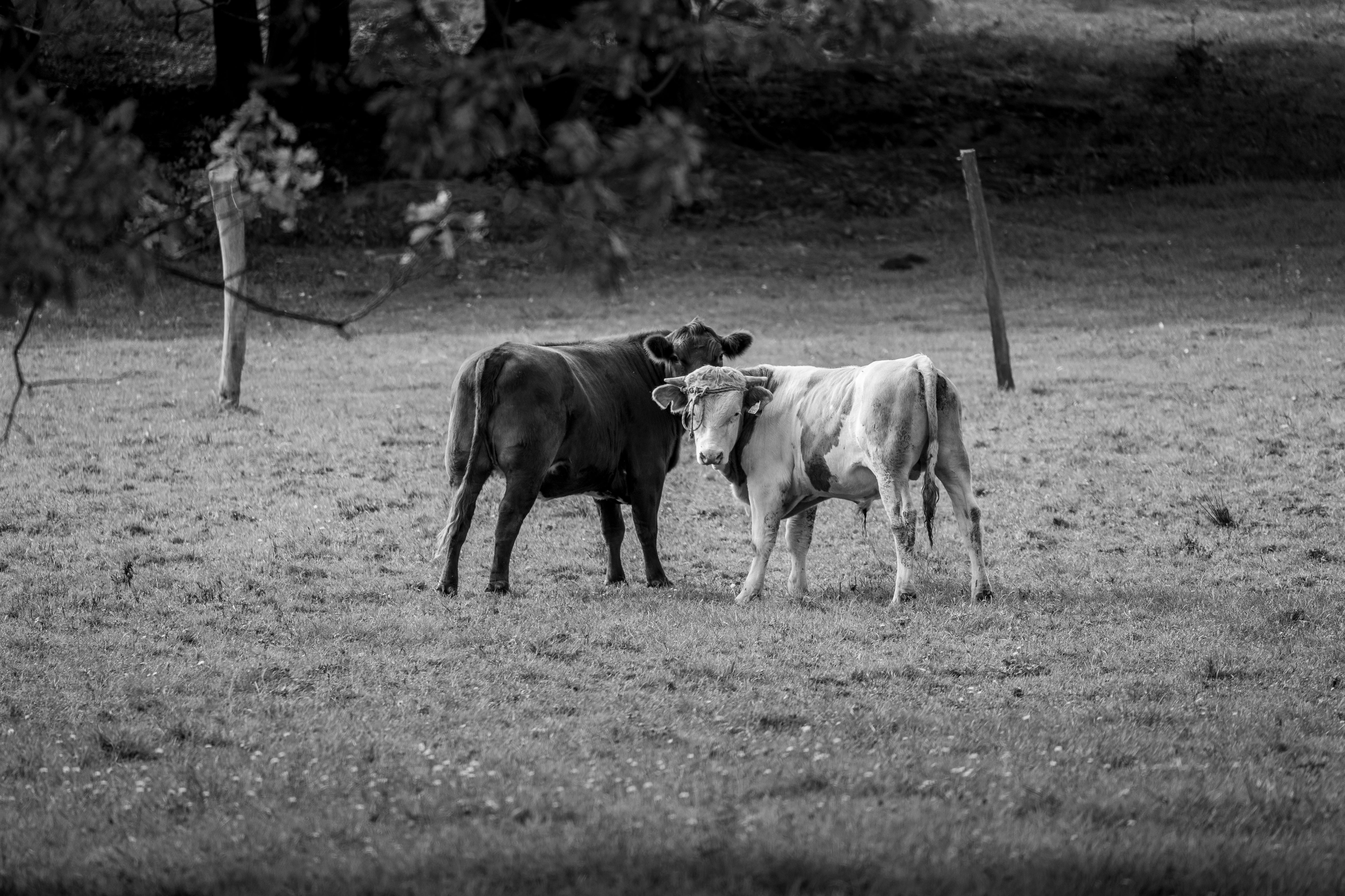 How Drone Technology is Revolutionizing Wildlife Conservation Efforts