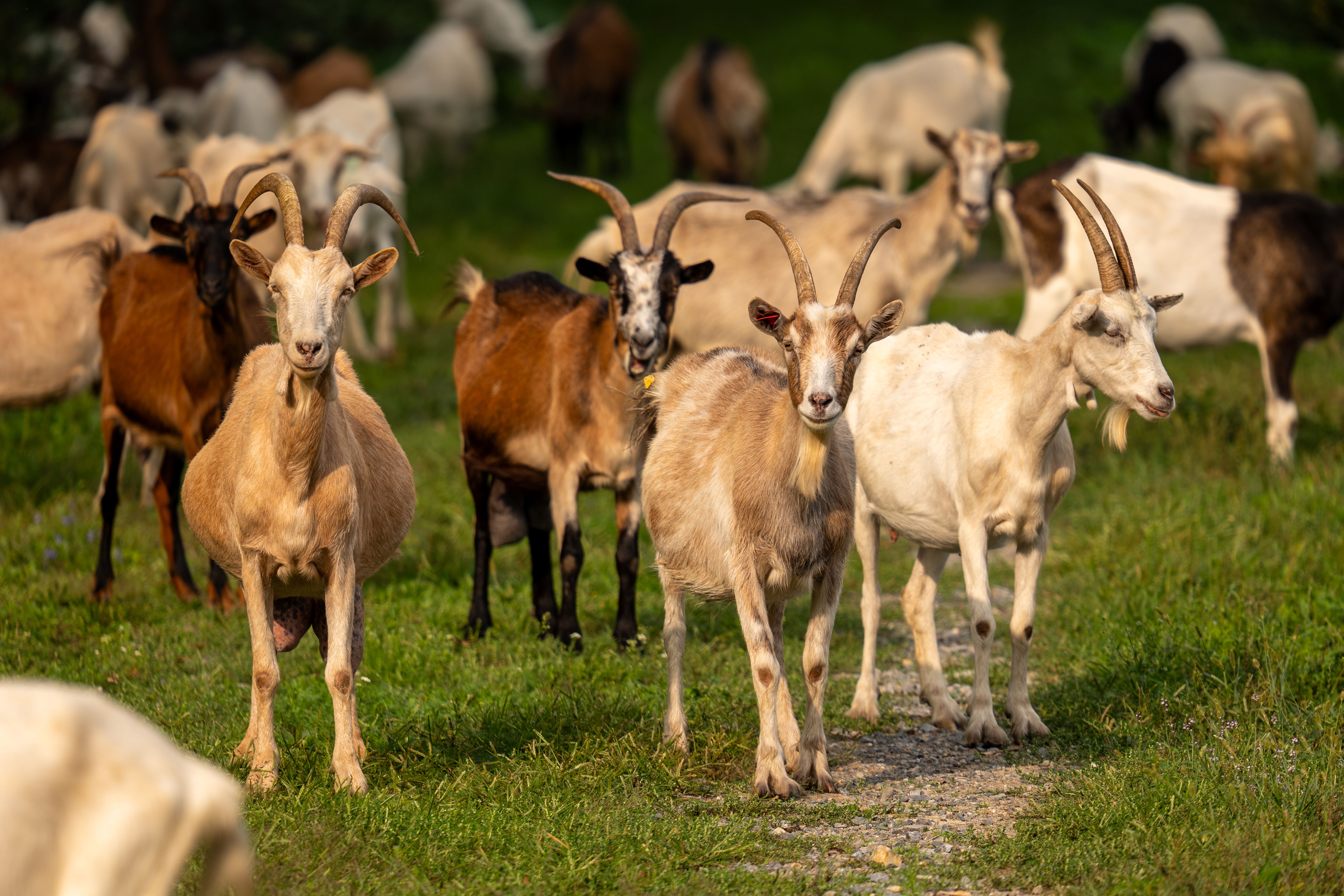 A herd of goats grazing on a green hillside