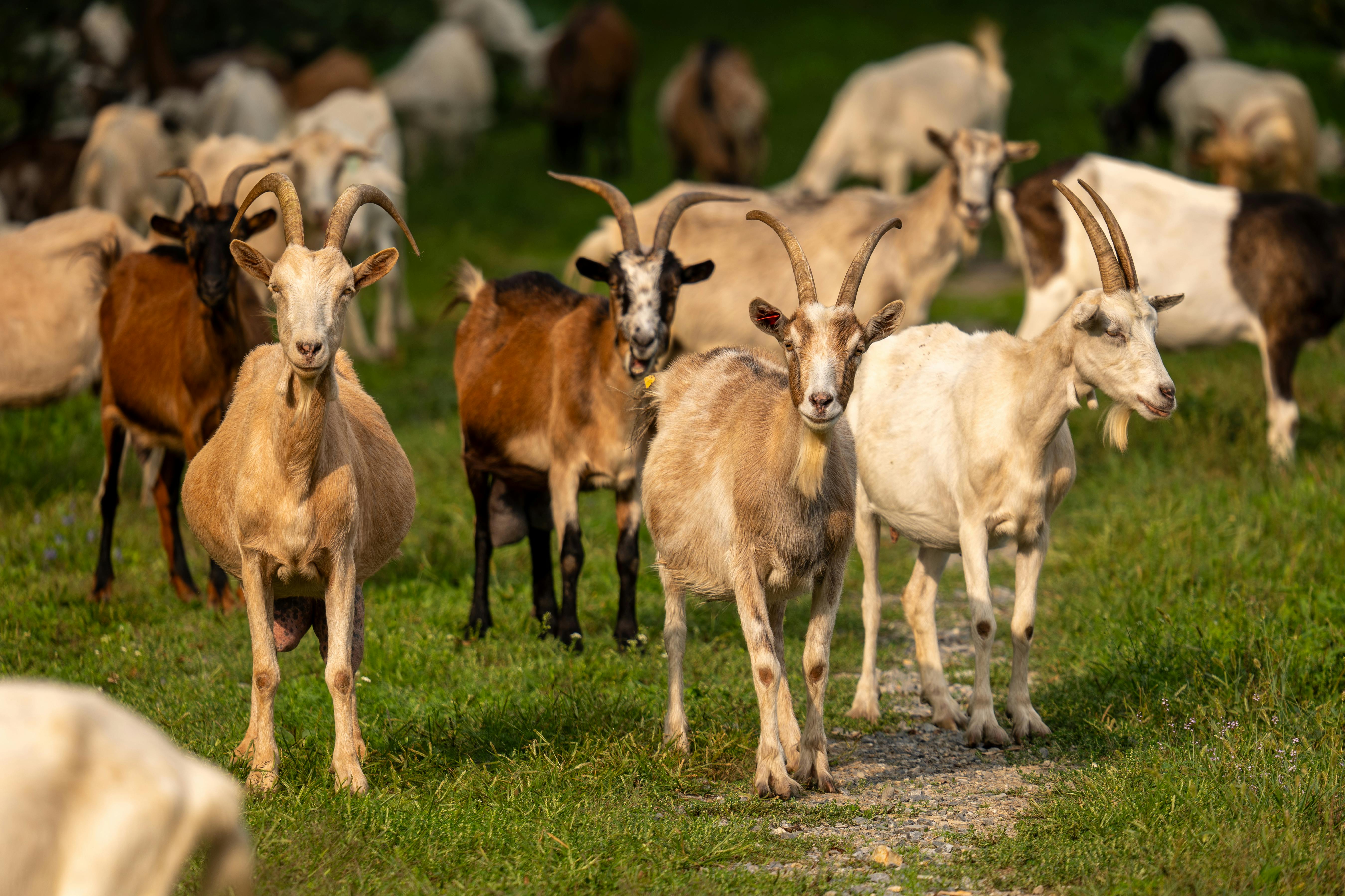 grátis Um rebanho de cabras pastando em um campo verdejante em Kaniška Iva, Croácia, ilustrando a vida rural. Foto profissional