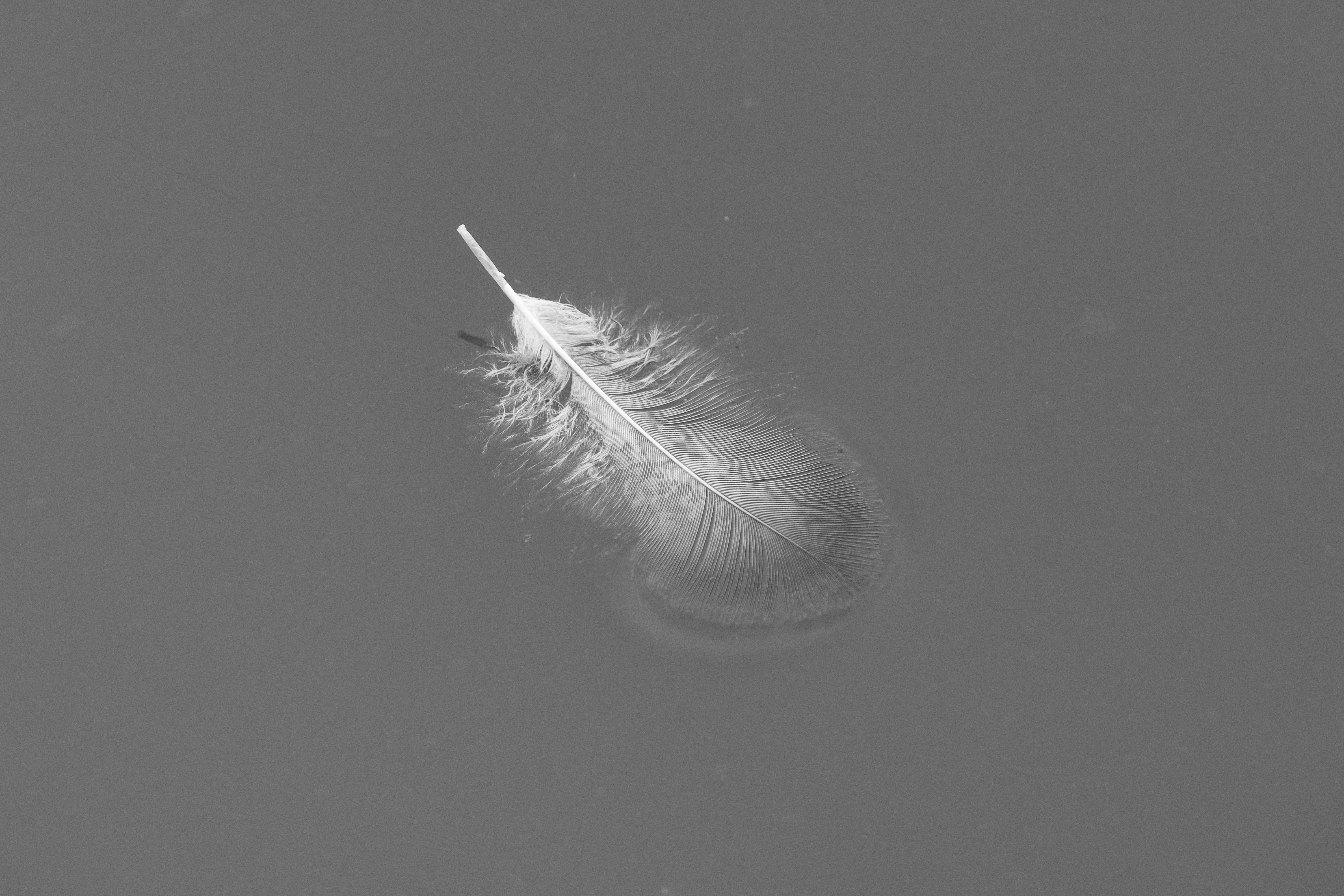 A serene image of a single feather gently floating on water, captured in black and white.