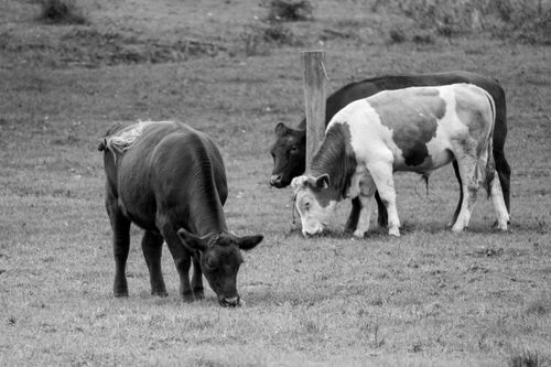 Free Three cattle graze peacefully in a rural field, captured in black and white. Stock Photo