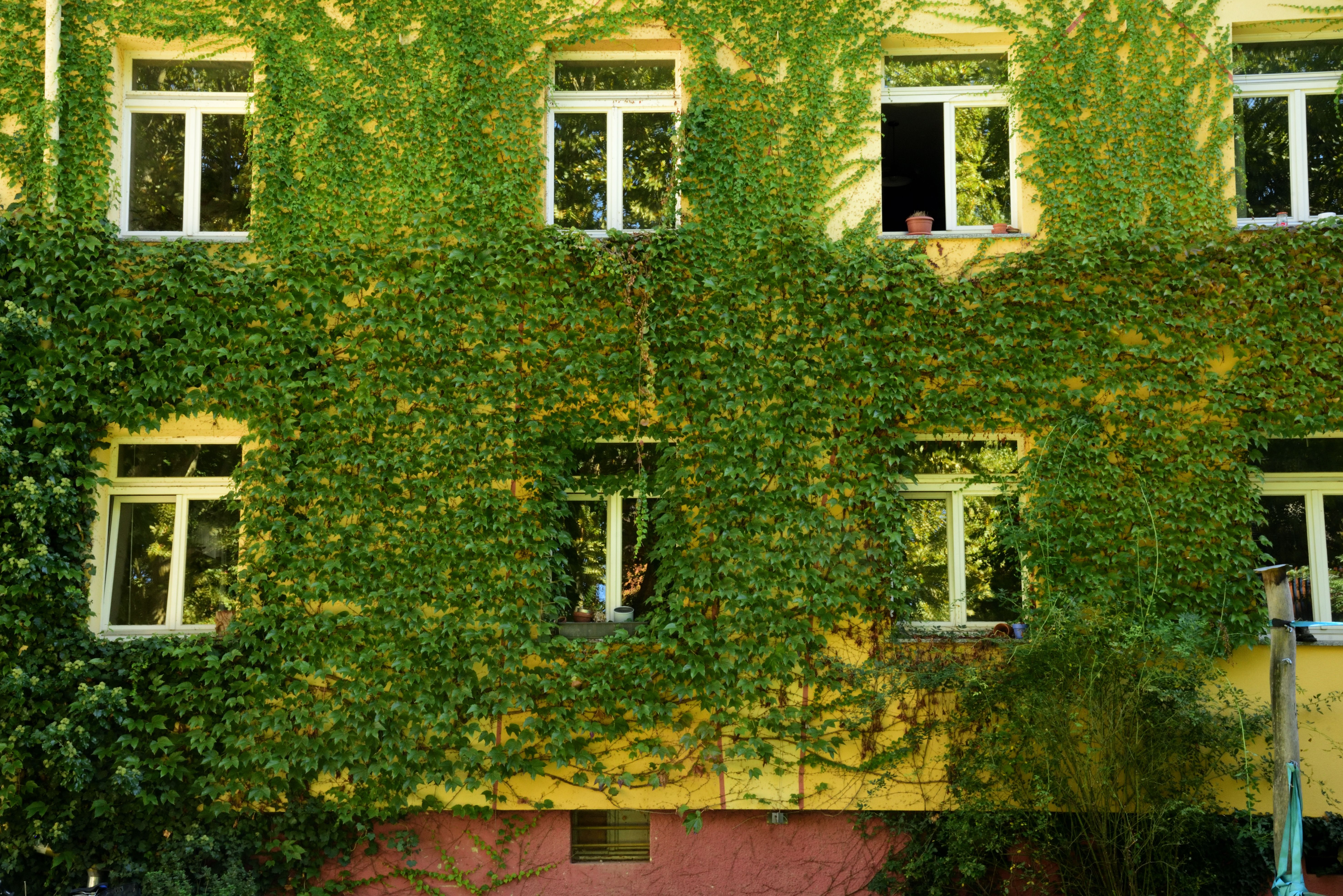 Gevel bedekt met bloeiende klimplanten.