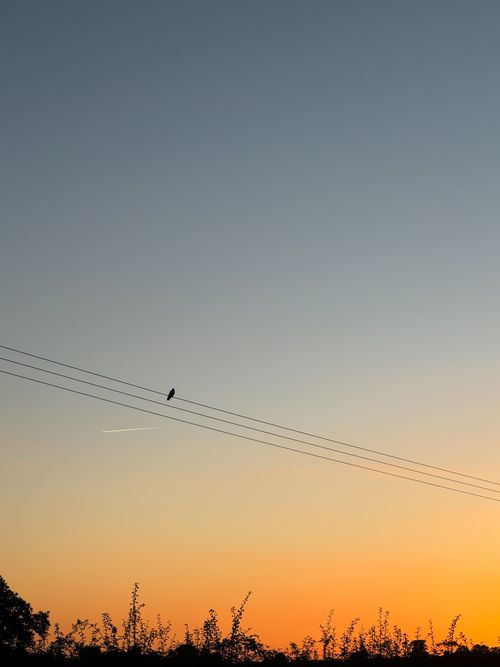 Free A minimalistic scene of a single bird perched on a wire set against a glowing sunset in Malmesbury, England. Stock Photo