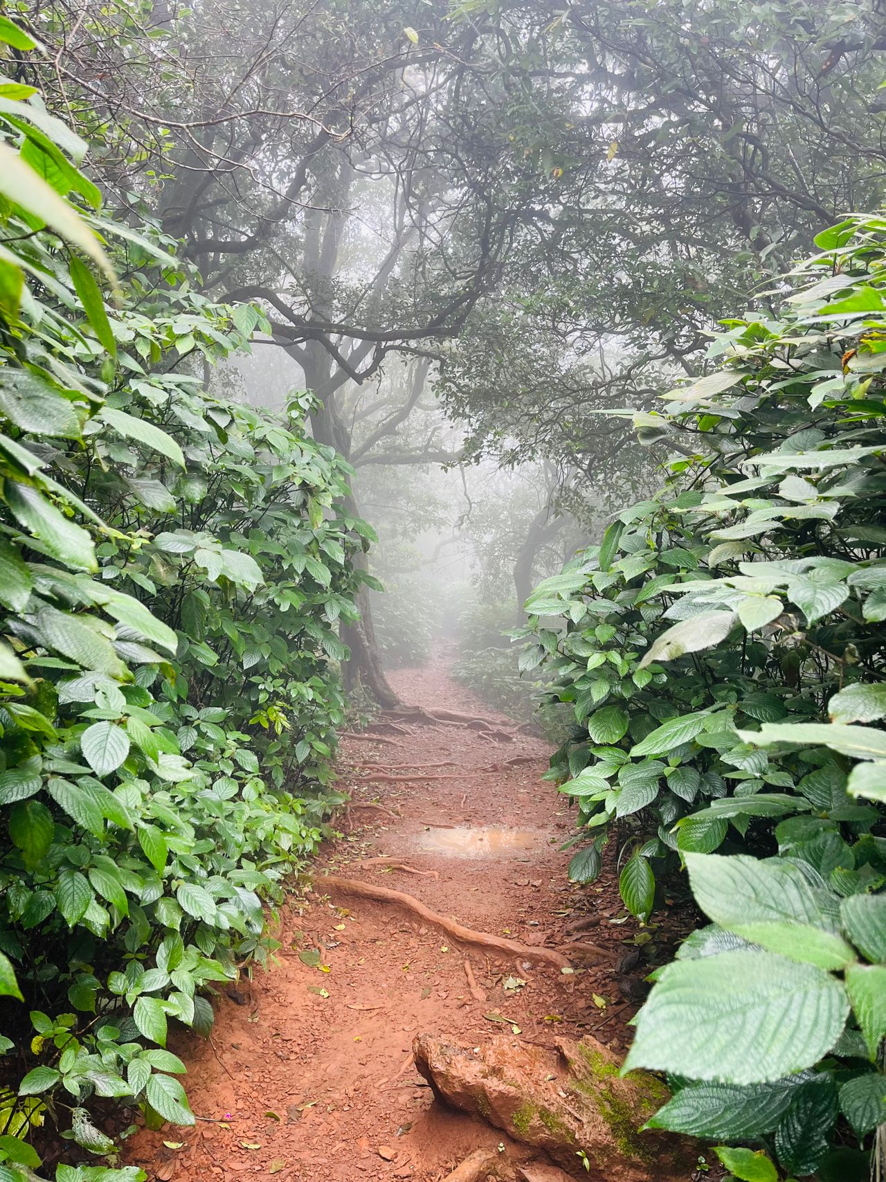 Kodachadri