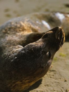 A serene sea lion lies peacefully on the warm sand during the day.