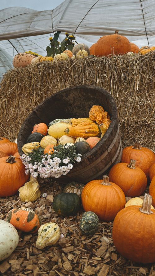 Free A rustic autumn display featuring pumpkins, gourds, and hay bales in a farm setting. Stock Photo