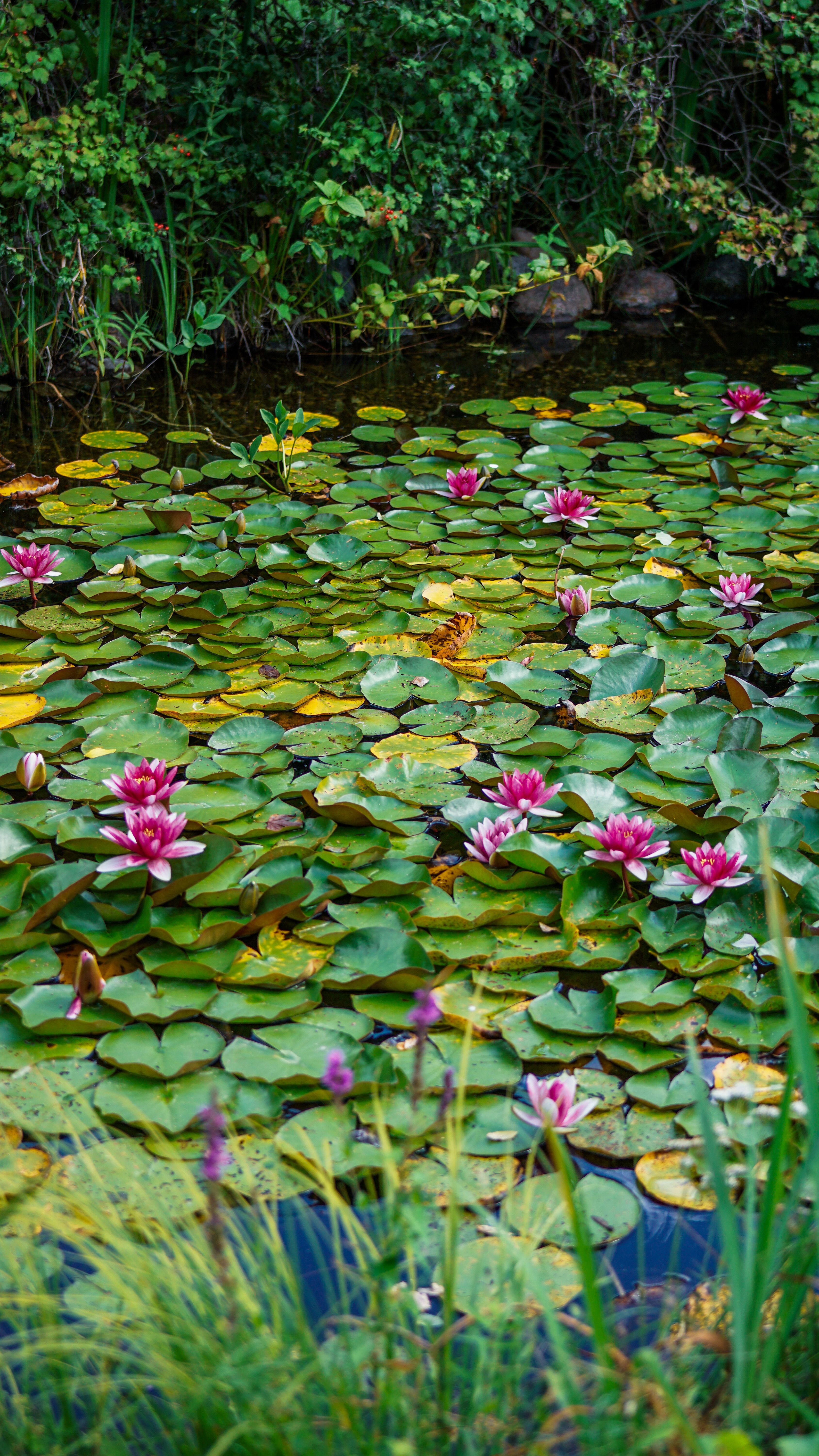 Serene view of a lily pond with blooming pink water lilies surrounded by lush greenery.