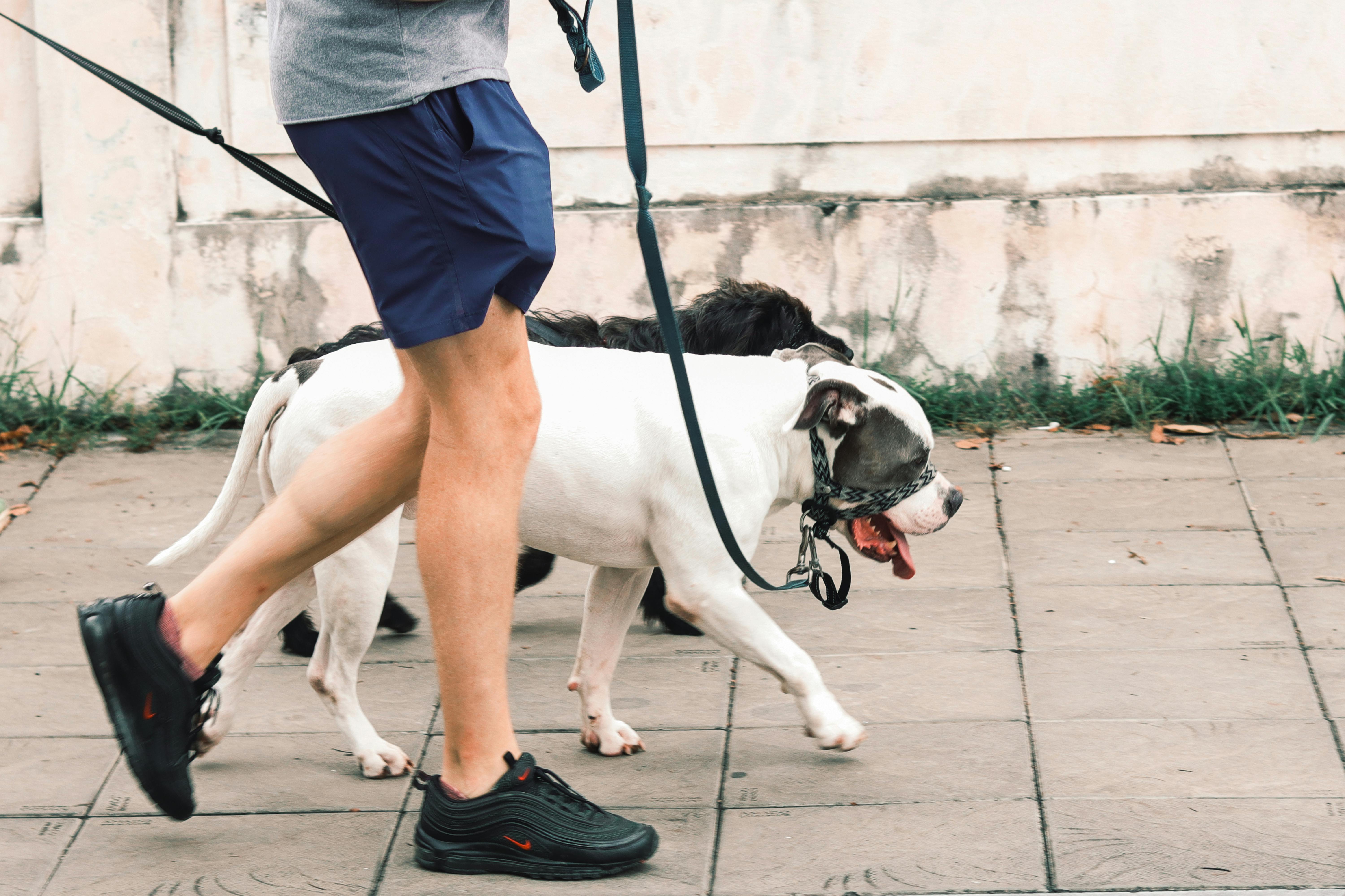pet care, pet health, pet safety, pet grooming — Photo by Nimit N on Pexels