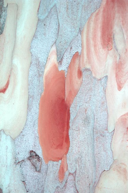 Detailed abstract image of colorful eucalyptus bark with natural patterns.