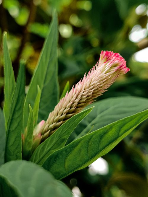 Free Vibrant close-up of a feather celosia flower blooming amidst lush green leaves in Silchar, India. Stock Photo