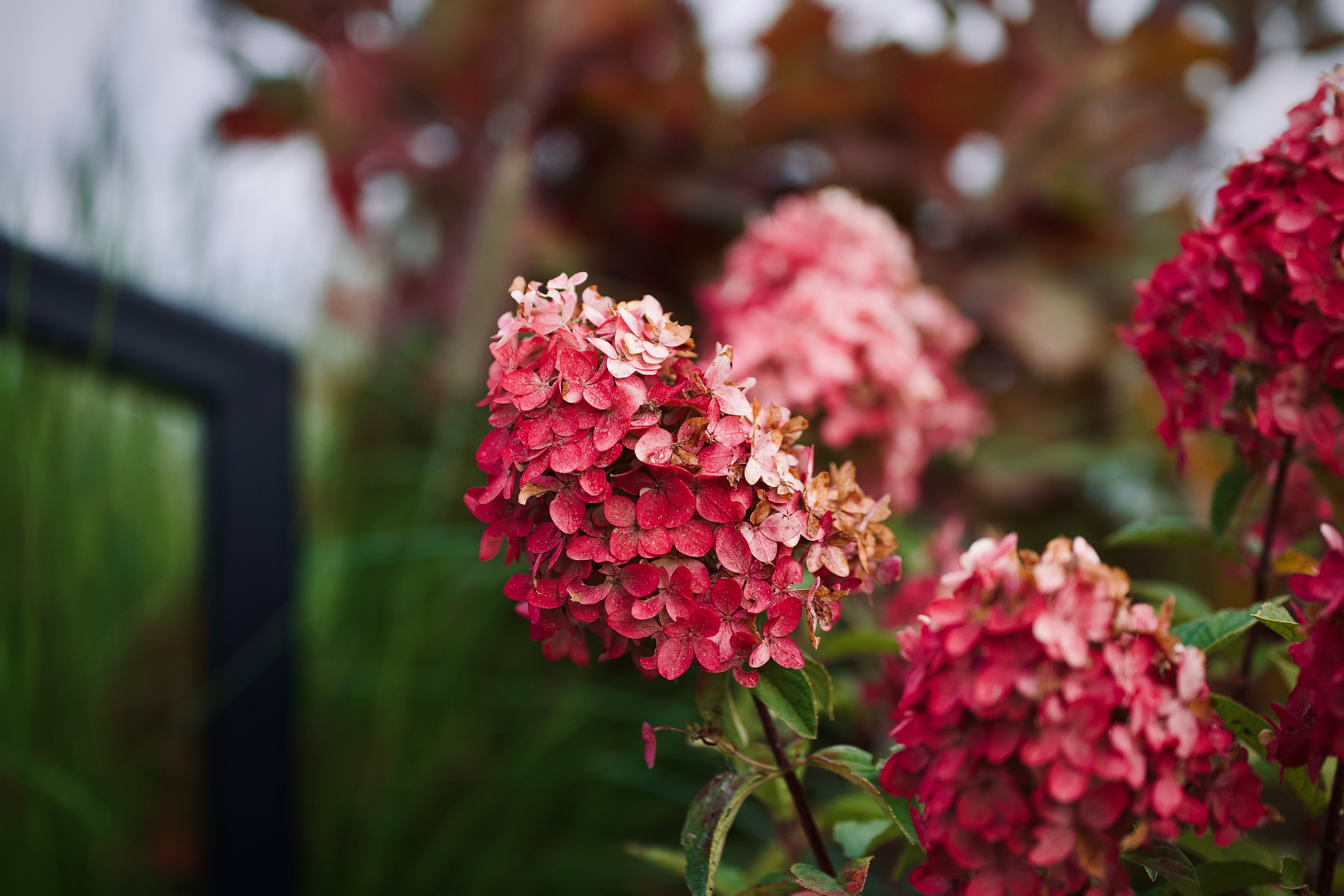 Vibrant Pink and Red Hydrangea in Bloom · Free Stock Photo