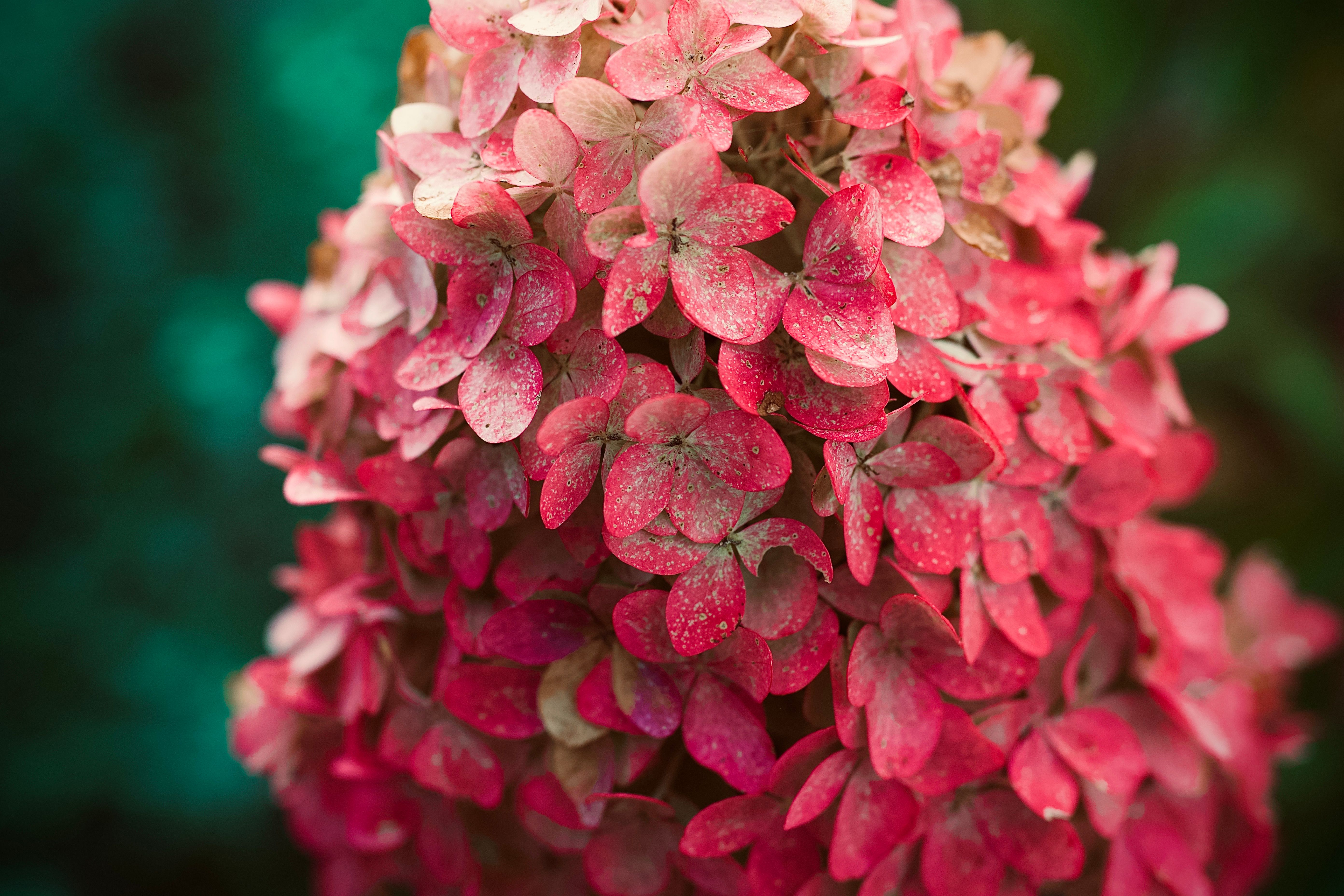 Close-up of Vibrant Red Hydrangea Flowers · Free Stock Photo