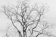 Black and White Silhouette of Leafless Tree